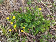 Potentilla erecta