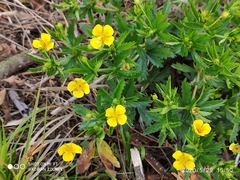 Potentilla erecta