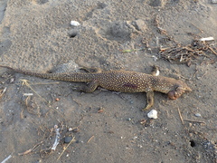 Varanus timorensis
