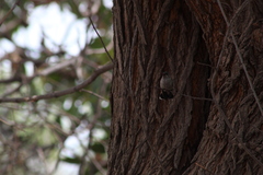 Cynanthus latirostris