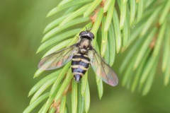 Parasyrphus genualis