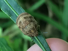 Orsilochides stictica