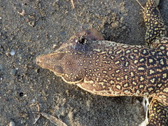 Varanus timorensis