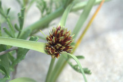 Cyperus capitatus