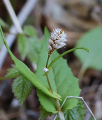 Bistorta tenuicaulis