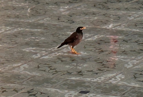 Acridotheres tristis observed 2026-10-31
