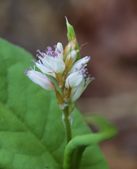 Bistorta tenuicaulis