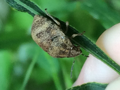 Orsilochides stictica