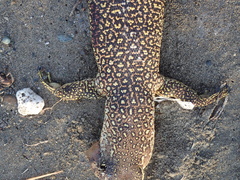 Varanus timorensis