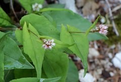 Bistorta tenuicaulis