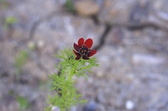 Adonis annua