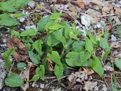 Bistorta tenuicaulis