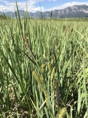 Carex nebrascensis