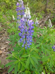 Lupinus nootkatensis