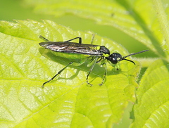 Tenthredo mesomela