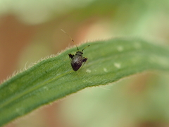 Halticini