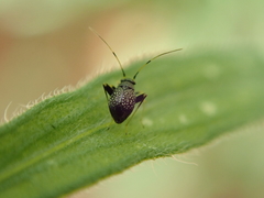 Halticini