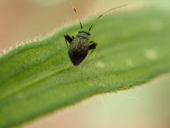 Halticini