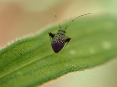Halticini