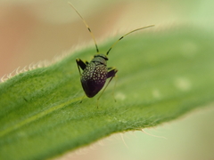 Halticini