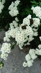 Bombus hypnorum