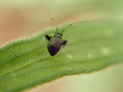 Halticini