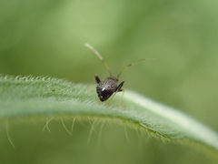 Halticini