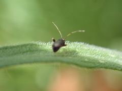 Halticini