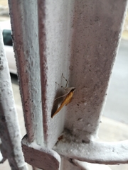 Uresiphita reversalis