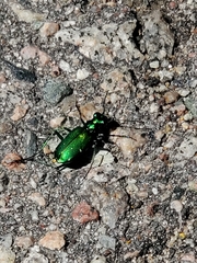 Cicindela denikei