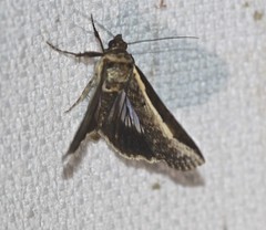 Lophoptera vittigera