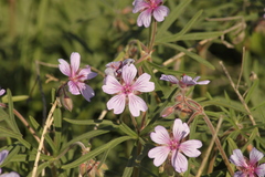 Geranium linearilobum