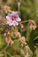 Geranium linearilobum