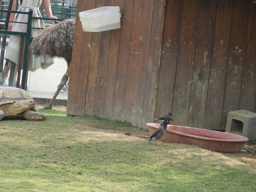 Acridotheres tristis observed 2026-10-31
