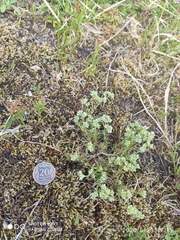 Scleranthus perennis