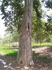 Platanus mexicana