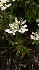 Iberis sempervirens