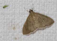 Hyalobathra