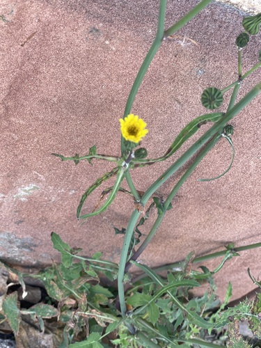 Sonchus oleraceus observed 2026-10-31