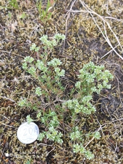 Scleranthus perennis