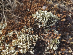 Cladonia convoluta