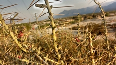 Cylindropuntia leptocaulis