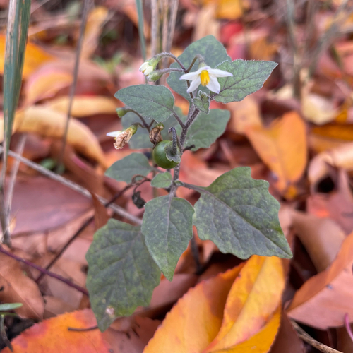 Solanum nigrum observed 2026-10-31