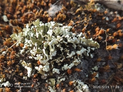 Cladonia convoluta