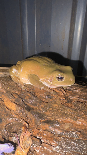 Litoria observed 2026-10-31