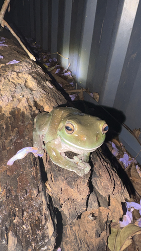 Litoria observed 2026-10-31