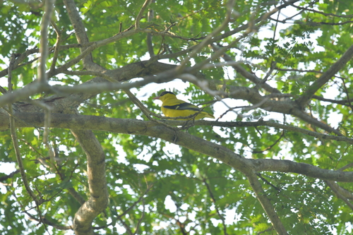 Oriolus chinensis observed 2026-10-31