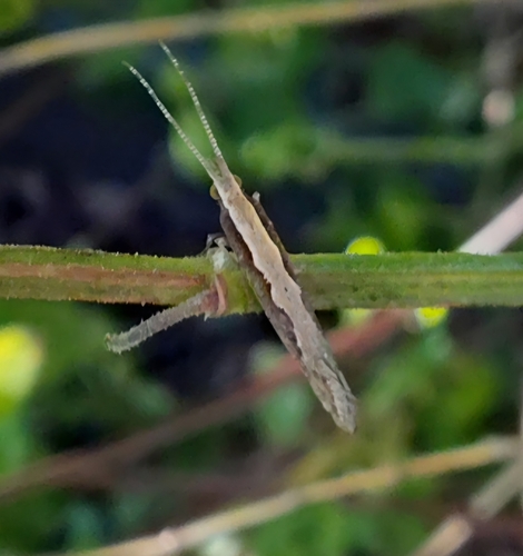Plutella xylostella observed 2026-10-31