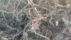 Cylindropuntia leptocaulis