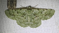 Aeolochroma viridicata